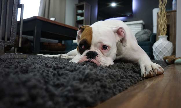 Cute Dog Laying on Carpet After It Has Been Cleaned.