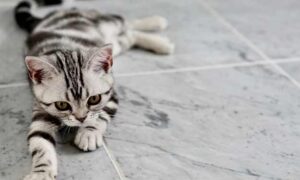 How to Clean Tile Floor Surfaces.