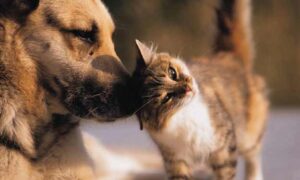 German Shepherd Sniffing a Baby Kitten.