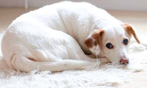 Cute Dog Laying on Living Room Carpet.